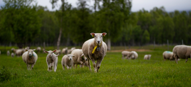Sau På Beite (Foto Are Bergset Elvestad)
