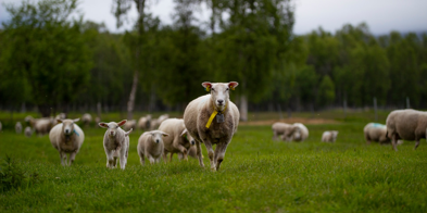 Sau På Beite (Foto Are Bergset Elvestad)