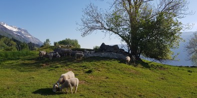 Sauer 2 (2)