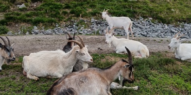 Geiter på Olestaulen melkegeit - Foto: Foto Nora May Engeseth