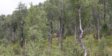 En ku står i bakgrunnen omgitt av busker og grønne trær. Kua ser rett mot kamera. - Foto: Nora May Engeseth/NBS