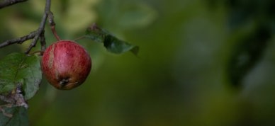Rødt eple grønn bakgrunn - Foto: Mirko Fabian/Unsplash