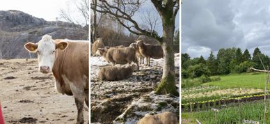 Jordbrukets Krav (1)