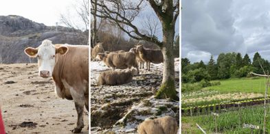 Jordbrukets Krav (1)