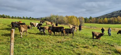 Ku Rondane Ku Rondane