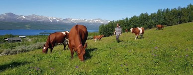 Kjersti Hoff på Tuvjordet Hedmark - Foto: Vilde Haarsaker/NBS Kjersti Hoff på Tuvjordet Hedmark - Foto: Vilde Haarsaker/NBS