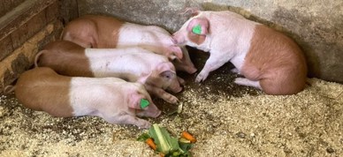 279651852 319620277001205 6791006696854831724 N 279651852 319620277001205 6791006696854831724 N