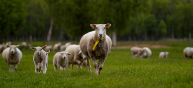 Sau På Beite 2 (Foto Are Bergset Elvestad)