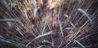 GMO korn genmodifisert - Foto: Markus Spiske/Unsplash