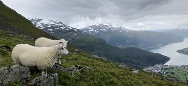 Sau På Utmarksbeite Loen Foto Vilde Haarsaker