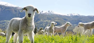 323629063 5844921092252939 4482973538233821662 N 323629063 5844921092252939 4482973538233821662 N