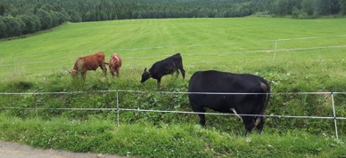 Ku, beite - Foto: Ingjerd Hagen Ku, beite - Foto: Ingjerd Hagen