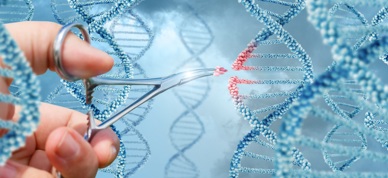 CRISPR Gensaks Genredigering 1