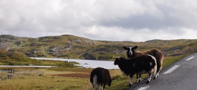Sau Langs Suleskarvegen I Sirdalsveien Agder (1)