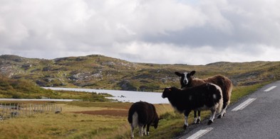 Sau Langs Suleskarvegen I Sirdalsveien Agder (1)