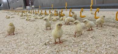 Kylling produksjon fjørfe