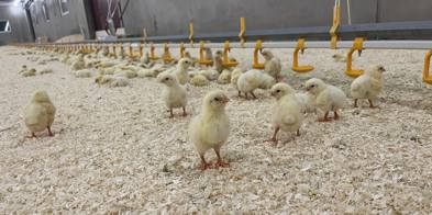 Kylling produksjon fjørfe