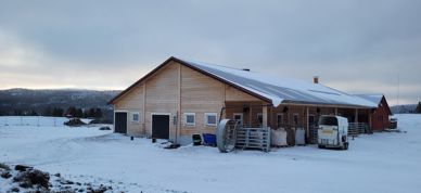 Fjøs i snø Grim Jardar Aasgård kufjøs tallgrunnlag gårdsbruk Fjøs i snø Grim Jardar Aasgård kufjøs tallgrunnlag gårdsbruk