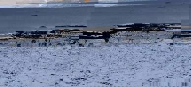 Rein på innmark.  Foto Håkon Ryvoll - Foto: Håkon Ryvoll