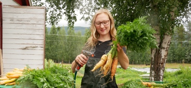 Vaske Gulrot
