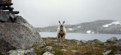 Sau På Utmarksbeite Foto Kaia Alekse Emberland 4