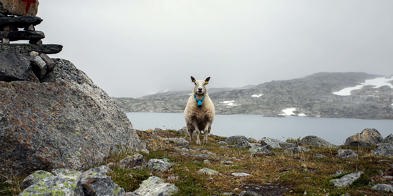Sau På Utmarksbeite Foto Kaia Alekse Emberland 4