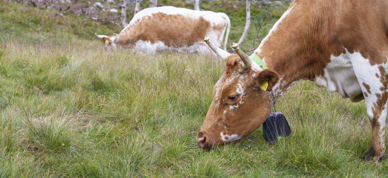 Ku På Beite Ku På Beite