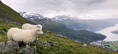 Sau På Utmarksbeite Loen Foto Vilde Haarsaker Kopi