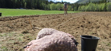 Settepoteter på jordet sette potet - Foto: Nora May Engeseth/NBS