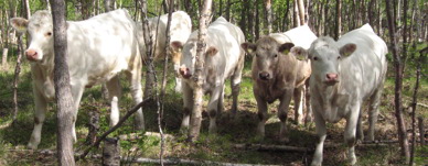 Ammekyr På Beite I Rostadalen (Foto Chris Dybvad)