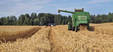 Tresking Og Halmberging I Løten Tresking Og Halmberging I Løten