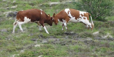 Foto Per Anton Nesjan