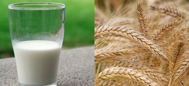 Melk Eller Korn WTO