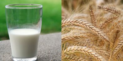 Melk Eller Korn WTO