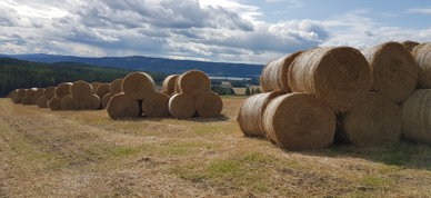 Rundballer ved Fugelseng Ringsaker - Foto: Kari Hanne Pavenstädt