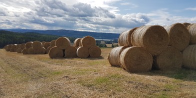 Rundballer ved Fugelseng Ringsaker - Foto: Kari Hanne Pavenstädt