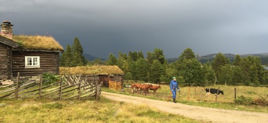 Seterdrift - Foto: Vilde Haarsaker/NBS