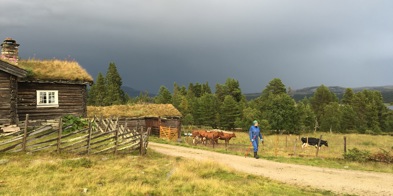 Seterdrift - Foto: Vilde Haarsaker/NBS