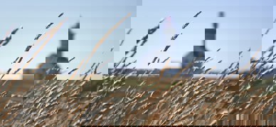 Sør-Frankrike landbruk korn - Foto: Thibaut Marquis/Unsplash Sør-Frankrike landbruk korn - Foto: Thibaut Marquis/Unsplash