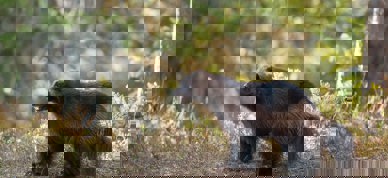 Jerv i skogen, foto Hans Veth/Unsplash - Foto: Hans Veth/Unsplash Jerv i skogen, foto Hans Veth/Unsplash - Foto: Hans Veth/Unsplash