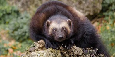 Wildfaces Wolverine 3065318 640