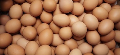 Mange brune egg - Foto: Raiyan Zakaria/Unsplash