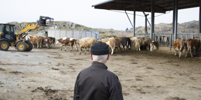 Inntektsutvalget Bonde Som Ser På Kyra - Foto: Nora May Engeseth/NBS