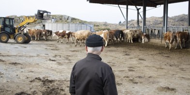 Inntektsutvalget Bonde Som Ser På Kyra - Foto: Nora May Engeseth/NBS