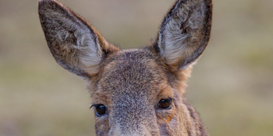 Hjortevilt Rådry Foto Per Harald Olsen NTNU Lisens CC BY SA 3.0