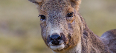 Hjortevilt Rådry Foto Per Harald Olsen NTNU Lisens CC BY SA 3.0