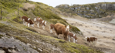 Ammeku På Gress Kopi