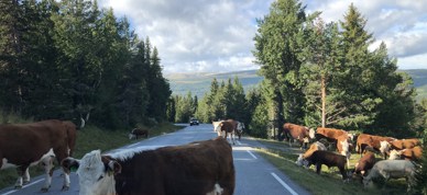 Ammeku På Veien Trafikk Foto Vilde Haarsaker (2)