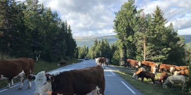 Ammeku På Veien Trafikk Foto Vilde Haarsaker (2)