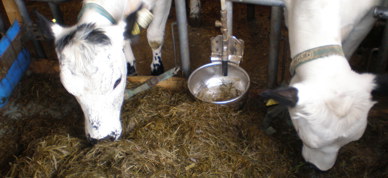 Ku båsfjøs STN - Foto: Margrethe Figved Ku båsfjøs STN - Foto: Margrethe Figved